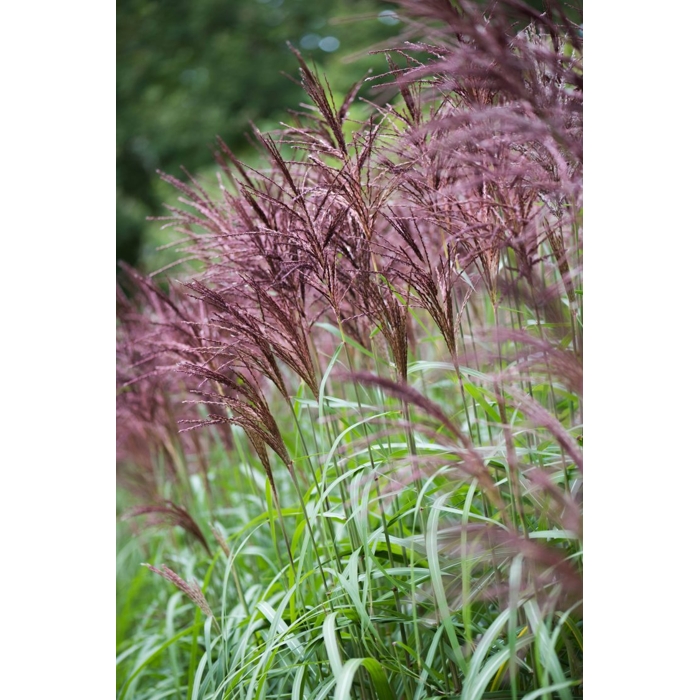 Ozdobnica čínska -Miscanthus sinensis 'Zebrinus' Co18