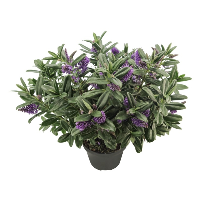 Hebe Andersonii ´Twins´ MIX
