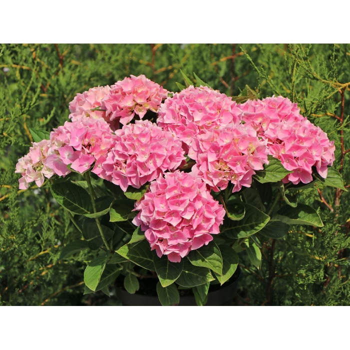 Hortenzia kalinolistá - Hydrangea macrophylla ´River Pink´ Co5L  25/30