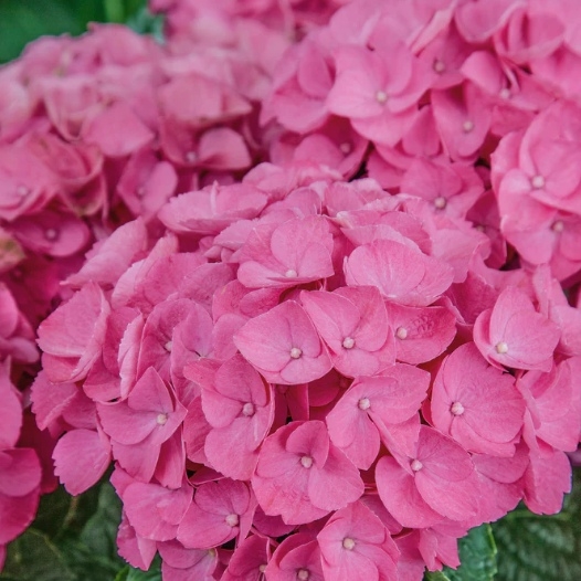 Hortenzia kalinolistá - Hydrangea macrophylla ´River Pink´ Co5L  25/30