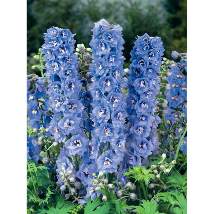 Stračonôžka - Delphinium 'Dark Blue Black Bee' P15