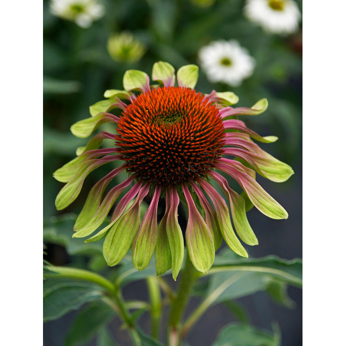 Echinacea purpurea ´Magnus´ P14