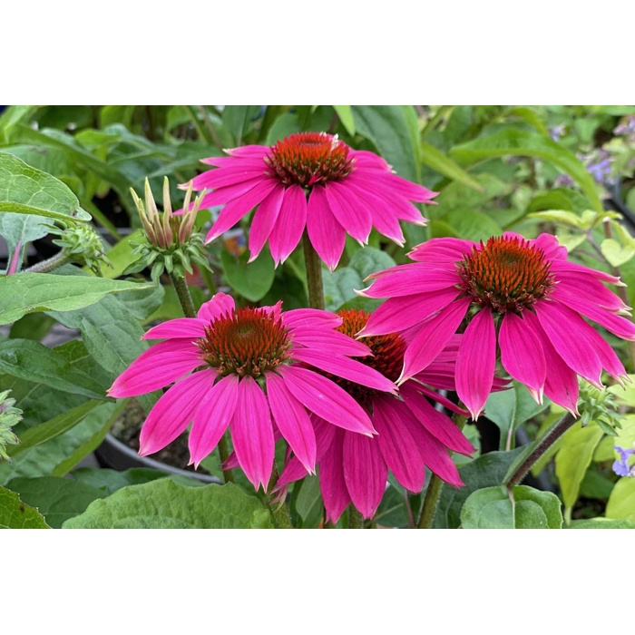 Echinacea Prairie Splendor Deep Rose V9