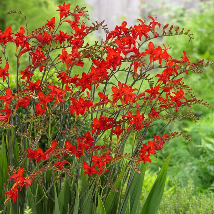 Montbrécia - Crocosmia ´Lucifer´ Co1,5L