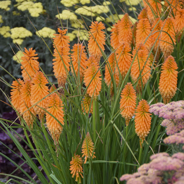 Kniphofia uvaria´Flamenco´  Co1.5L
