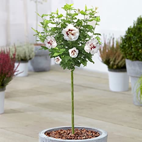 Ibištek - Hibiscus syriacus ´Speciosus´ Co7,5L  Km60