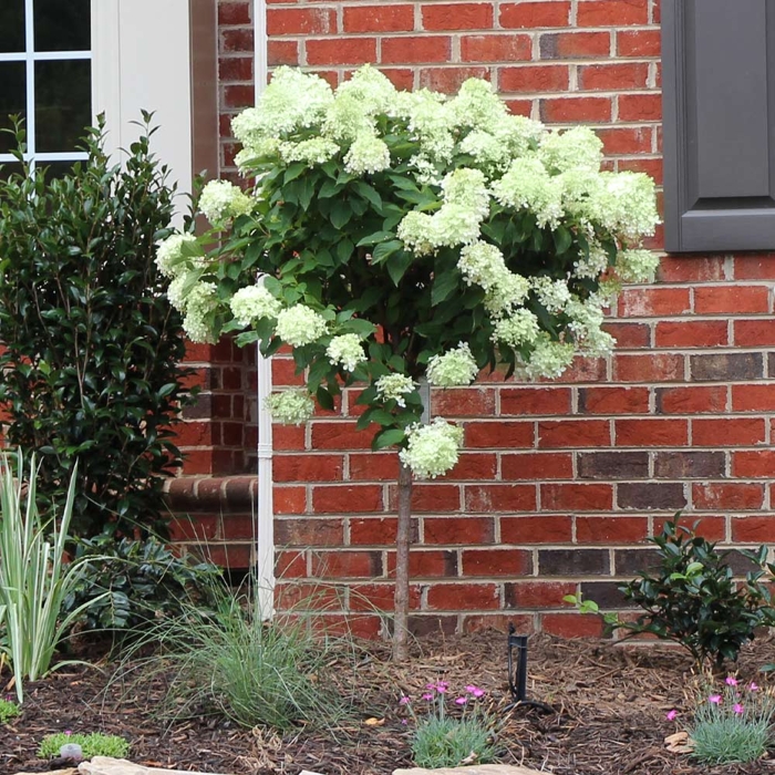 Hortenzia metlinatá - Hydrangea paniculata 'Little Lime'  Co2L 30/40