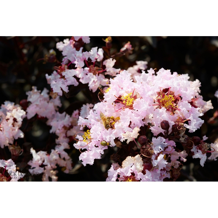 Myrta krepová červená - Lagerstroemia indica ´Dynamite´ Co10L
