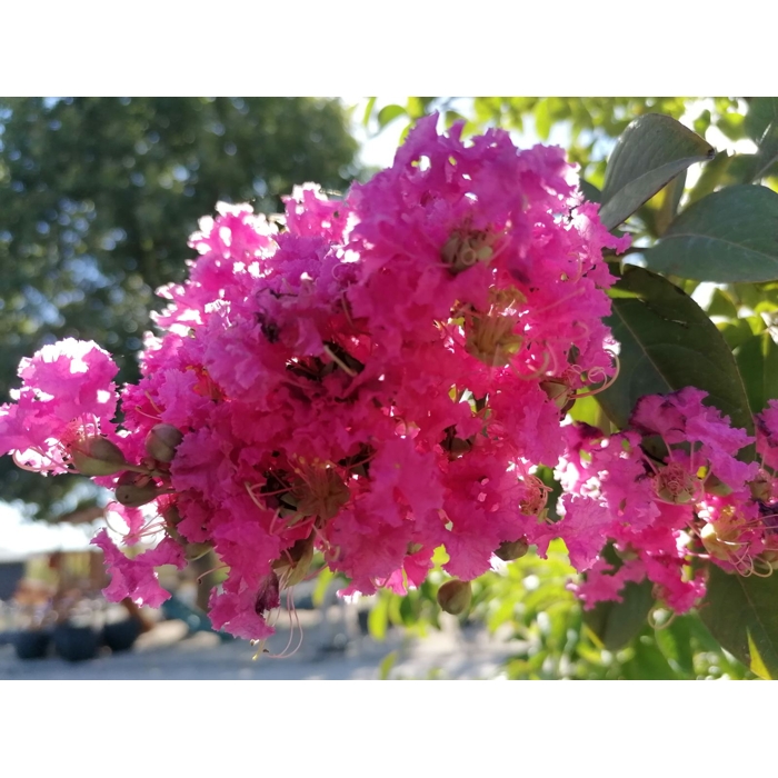 Myrta krepová ružová- Lagerstroemia indica ´Rosea´ Co3L 20/30