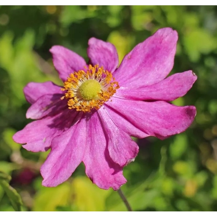 Anemone hybrida ´Whirlwind´ P14