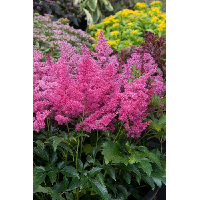 Astilba - Astilbe Arendsii ´Astary Rose´ Co1L