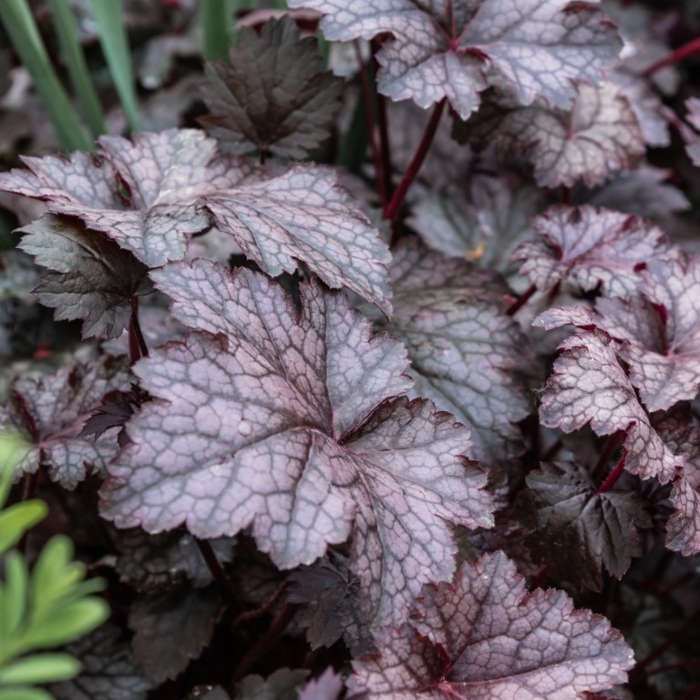 Heuchera  ’Berry Smoothie´ P13  5/10