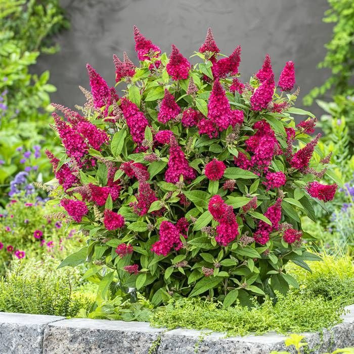 Buddleja davidii 'Royal Red' 20/30  Co2.5L