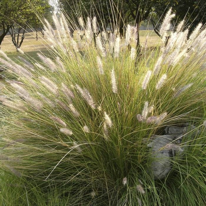 Deschampsia cespitosa ´Goldschleier´