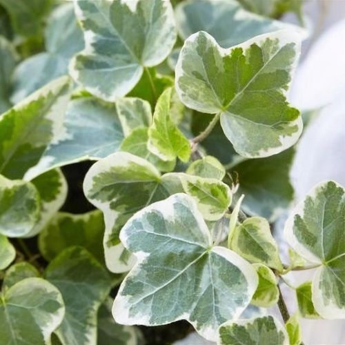 Brečtan popínavý - Hedera helix ´Goldhearth´ Co2L 40+