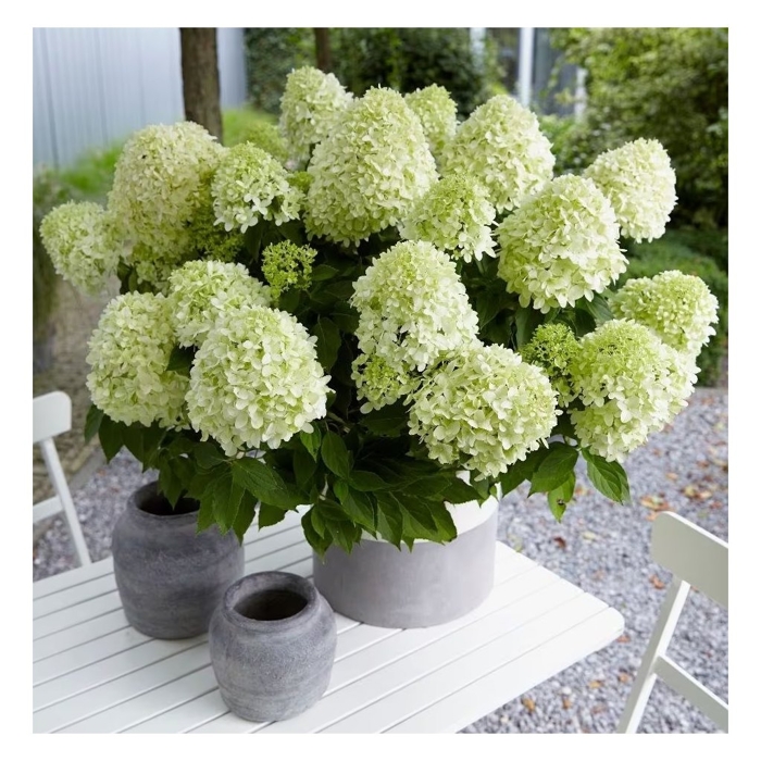 Hortenzia metlinatá - Hydrangea paniculata 'Little Lime'  Co2L 30/40