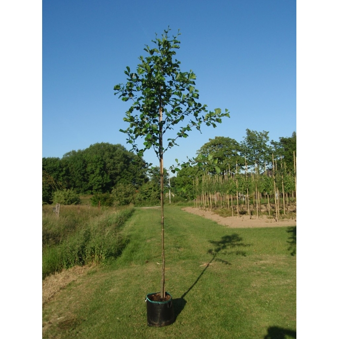 Javor mliečny - Acer platanoides ´Columnare´ Co25L 8/10