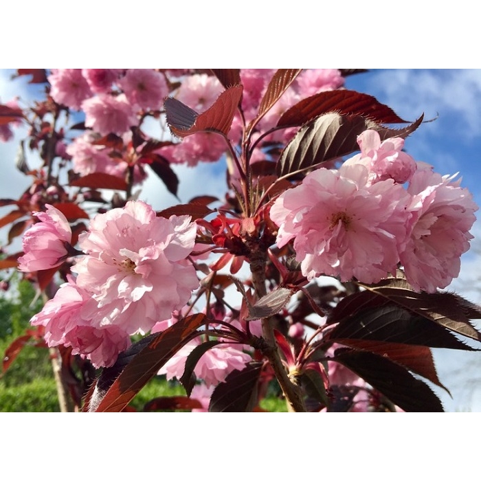 Čerešňa pilovitá - Prunus serrulata 'Royal Burgundy' Co18L 6-8