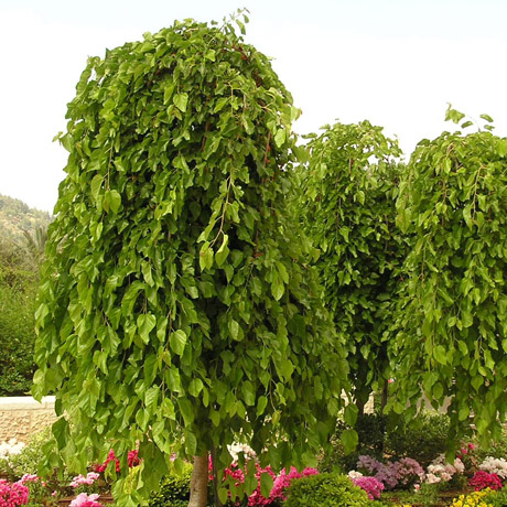 Morus alba Pendula - Moruša previsnutá Co18L  8-10  - vysokokmeň