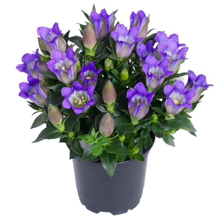 Gentiana scabra´Blue Heart´