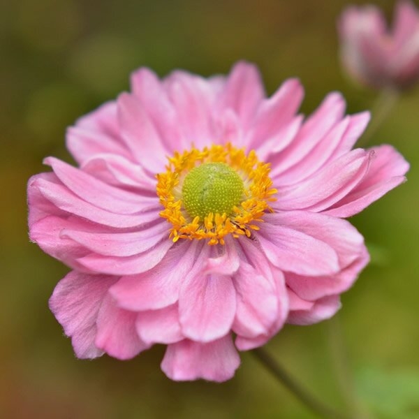 Anemone ´Fantasy Pocahontas´  Co15