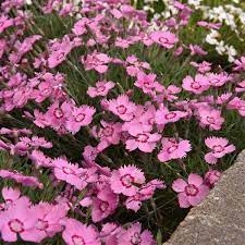 Dianthus gratianopolitanus 'Pink Kisses' P12