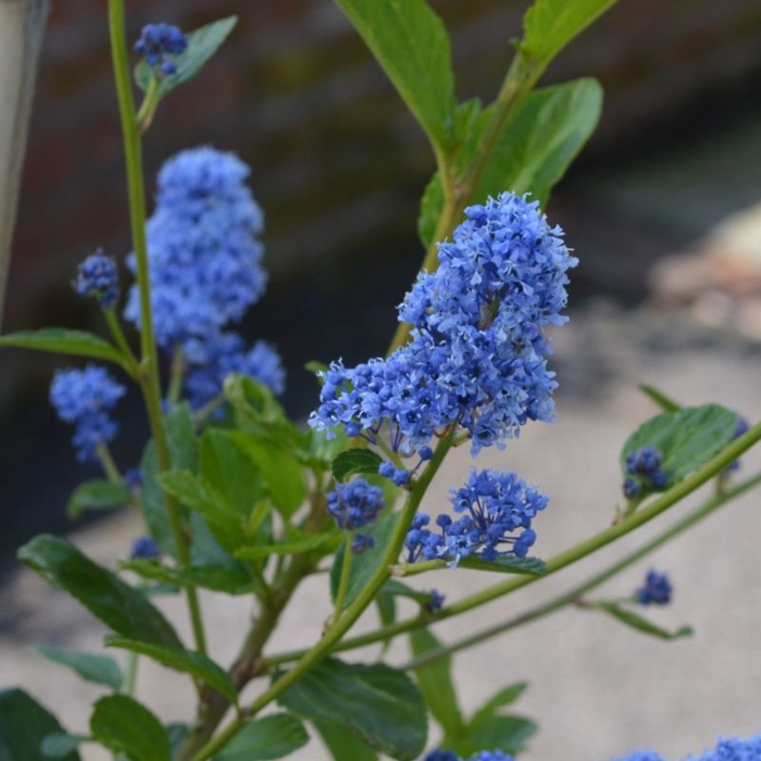 Ceanothus thyrsiflorus 'Repens' Co2L 20/30