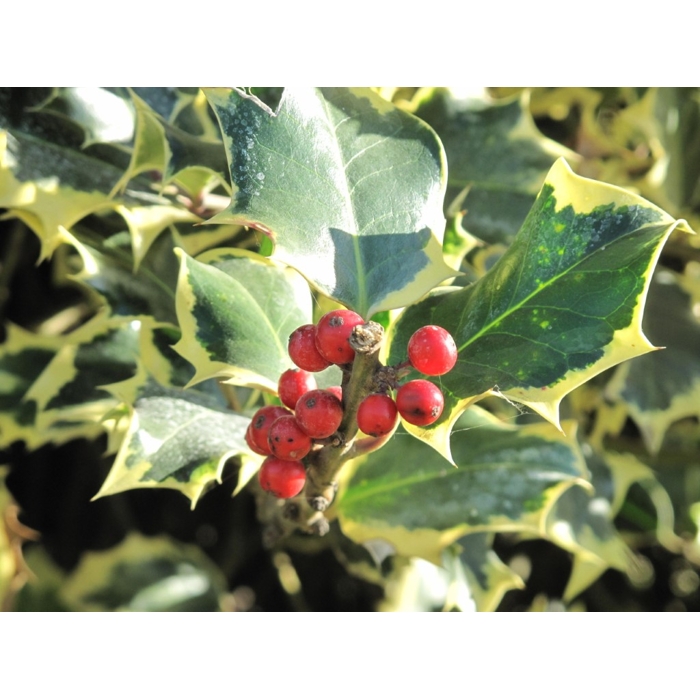 Ilex aquifolium myrtifolia ´Aureomaculata´ Co3L 40+