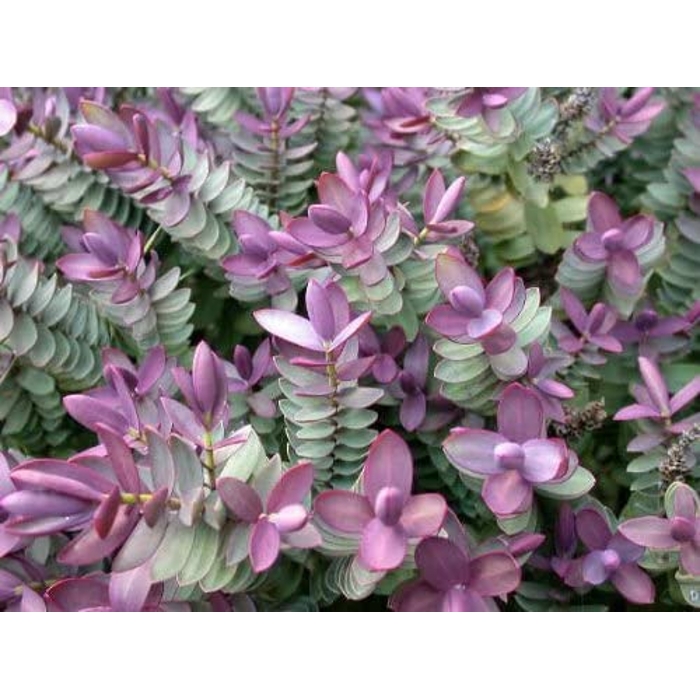 Hebe 'Red Edge' Co2L