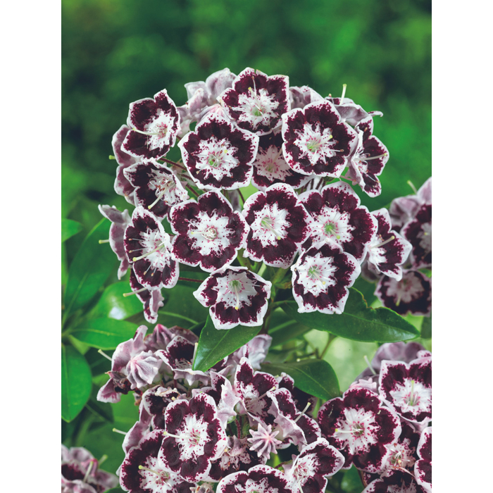 Kalmia latifolia ´Carousel´ 25/30 Co4L