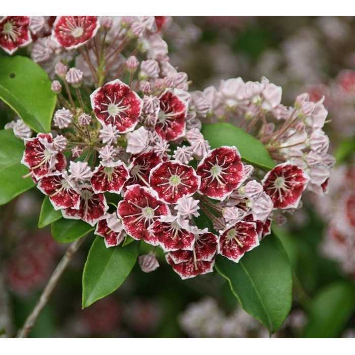 Kalmia latifolia ´Carousel´ 25/30 Co4L