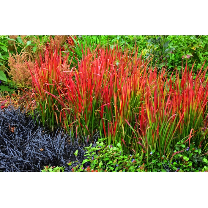 Imperata cylindrica Červený barón - Imperata cylindrica ´Red Baron´ P19