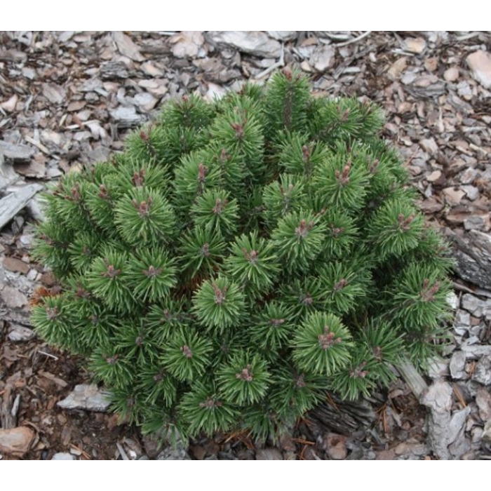 Borovica hladká  - Pinus strobus ´Nana´ Co9L  90/100