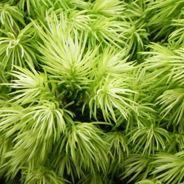 Smrek biely - Picea glauca ´Sanders Blue´ Co2L  20/30