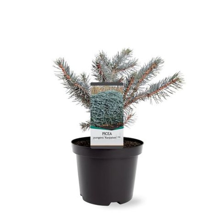 Smrek pichlavý - Picea pungens ´Super Blue´ P27 80/100