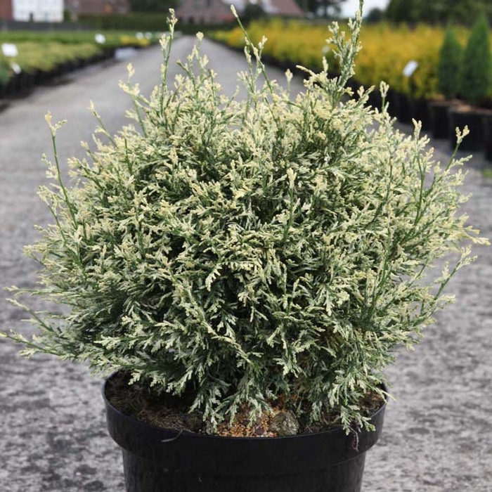 Cypruštek Lawsonov - Chamaecyparis lawsoniana ´Sunkist´ Co3L 20/30
