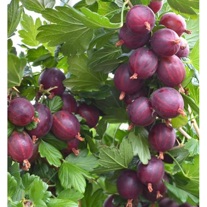 Egreš červený stromčekový - Ribes uva-crispa 'Severnyj Kapitan' KM60