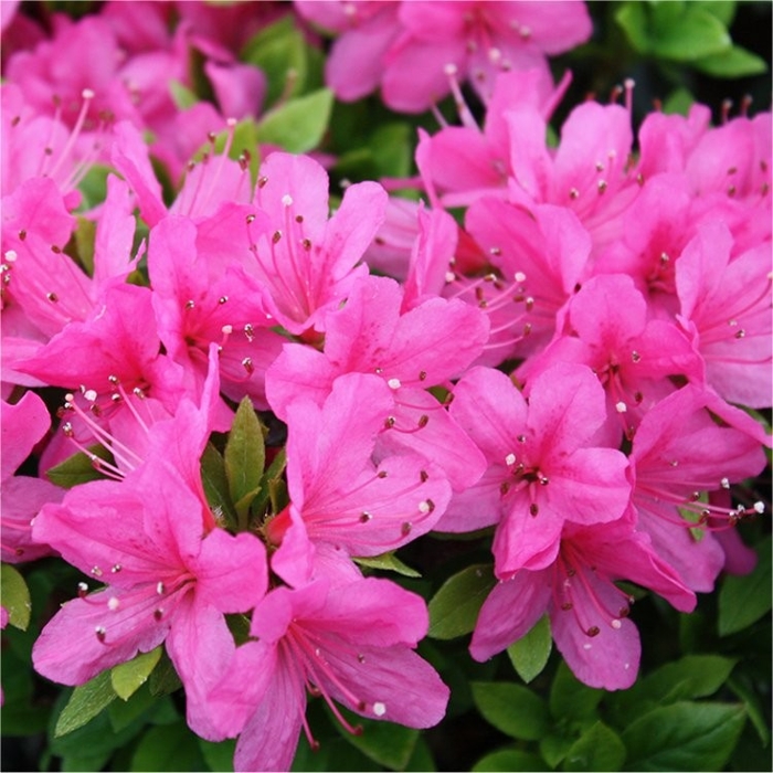 Azalka japonská - Azalea japonica 'ANOUK'  Co2,5L 20/30