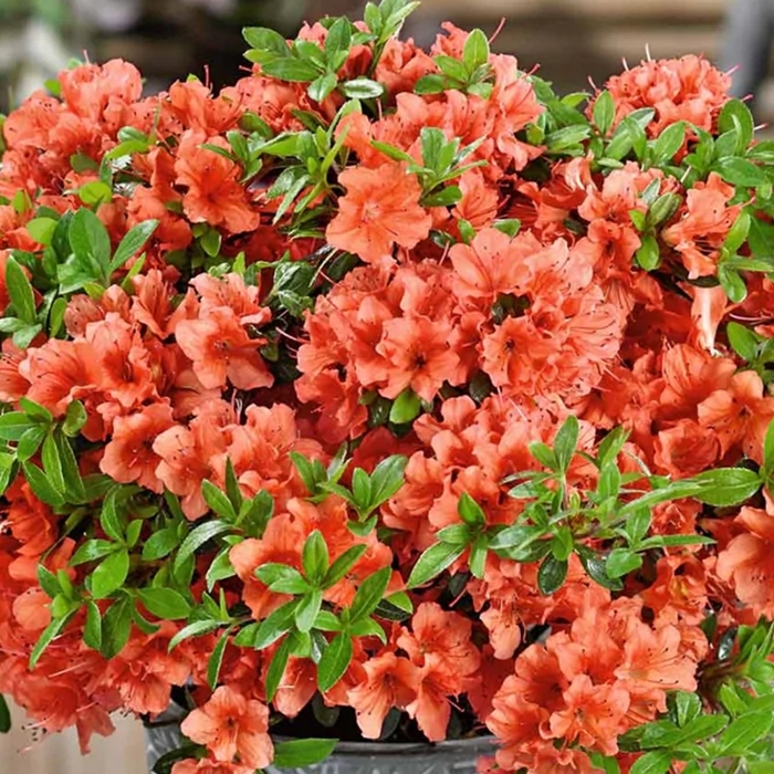 Azalka japonská - Azalea japonica  'Geisha Red' Co2.5L 20/30