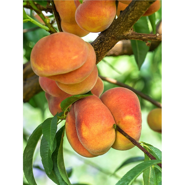Broskyňa -  Prunus persica 'Redhaven' - stredne skorá