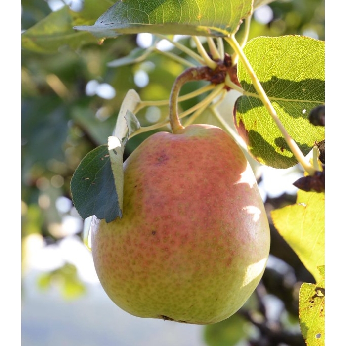 Pyrus communis - Hruška 'Růžovka'
