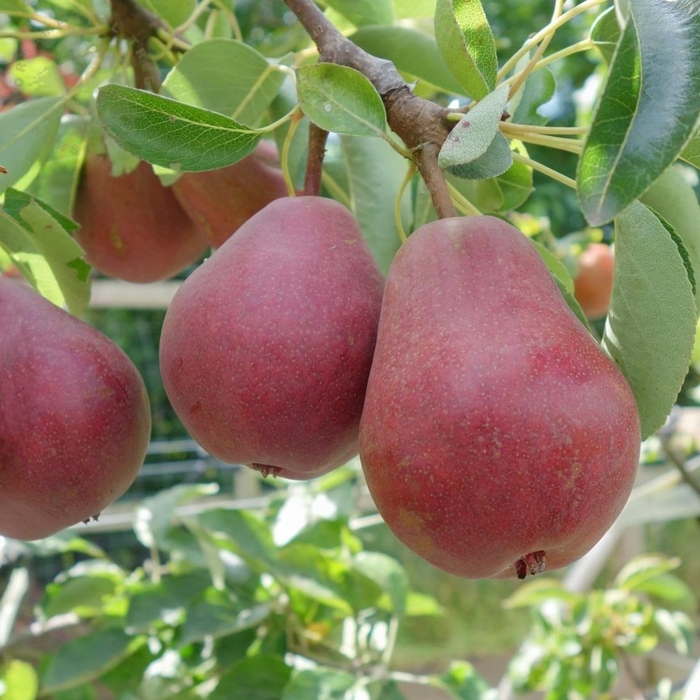 Hruška - Pyrus communis 'Williamsova' - červená letná