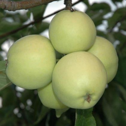 Jabloň - Malus domestica 'Júlia'  - letná