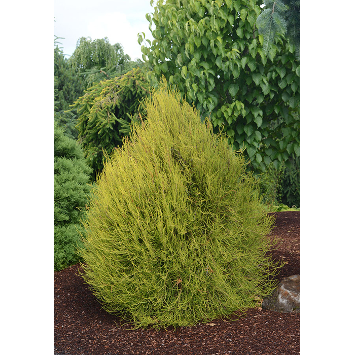 Tuja - Thuja plicata 'WHIPCORD'  20/30 Co2,5L