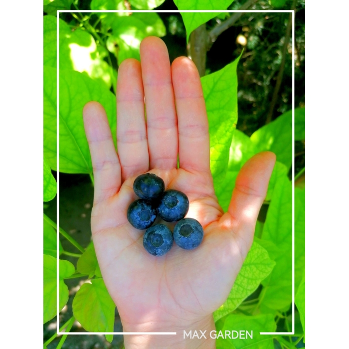 Čučoriedky - Vaccinium corymbosum ´Duke´ Co2,5L  30/40