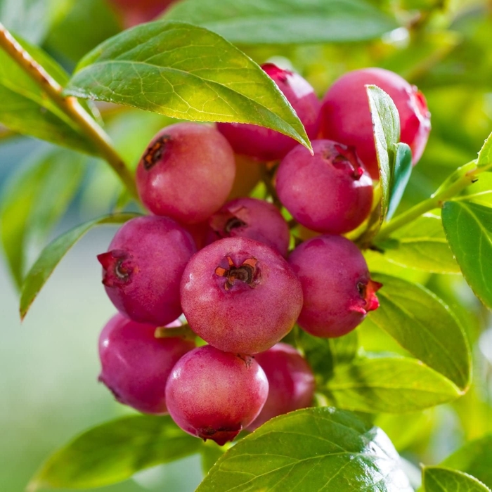 Čučoriedka kanadská - Vaccinium corymbosum 'Pink Lemonade' Co2,5L 30/40