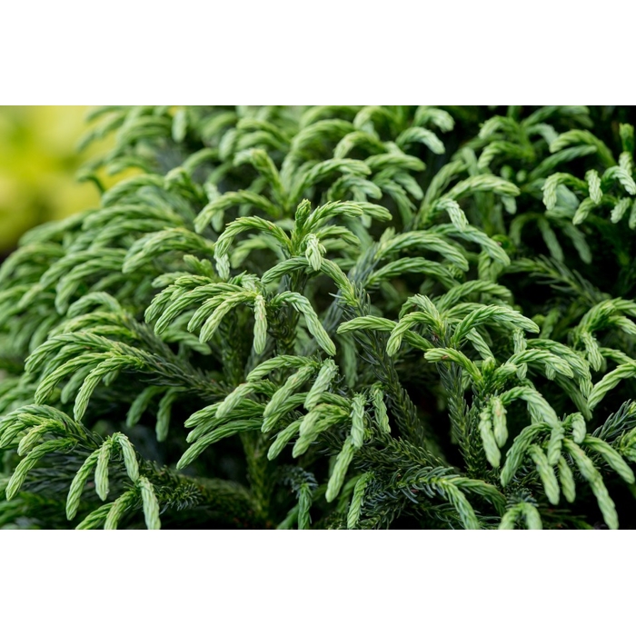 Kryptoméria japonská  - Cryptomeria japonica ''Globosa Nana''  Co18L KM70 d35/40