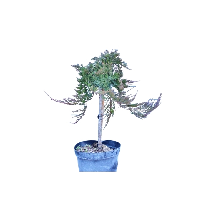 Borievka rozprestretá - Juniperus horizontalis 'Prince of Wales'  20/30  Co2,5L