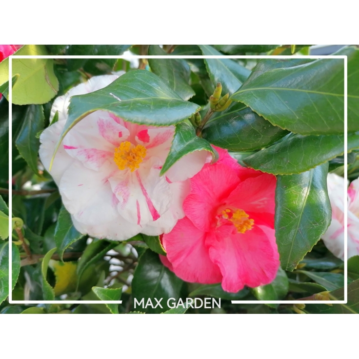 Kamélia Japonská  - Camellia japonica ´Lady Campbell´   30/40