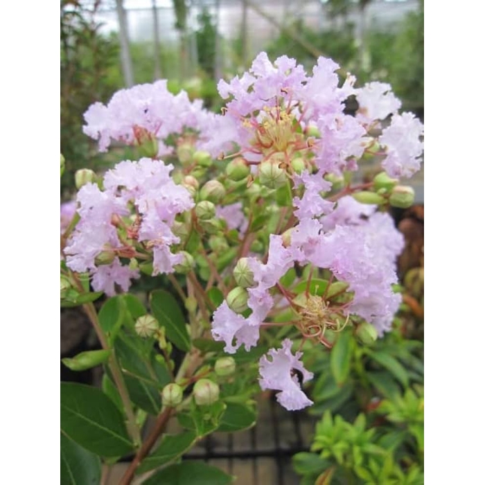 Myrta krepová červená - Lagerstroemia indica ´Rubra Magnifica´ Co3L 30/40